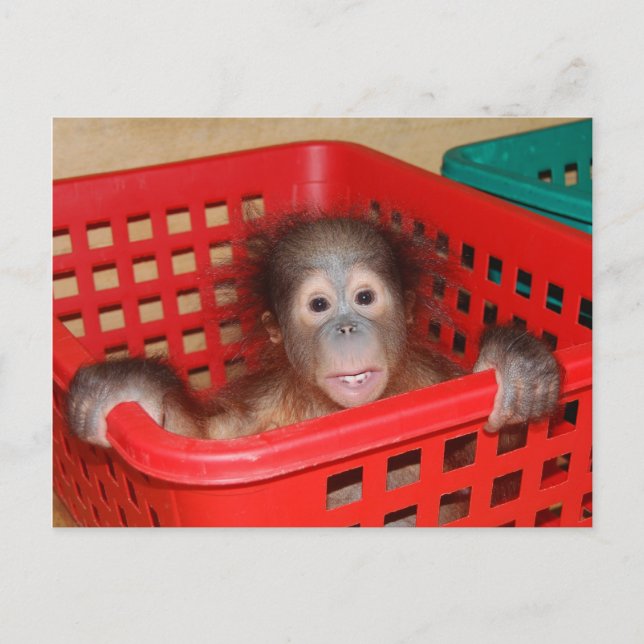 Cartão Postal Criança Orangutan no Enfermeiro (Frente)