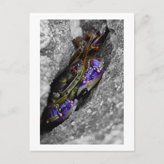 Cartão Postal Criatura Colorida (Frente)