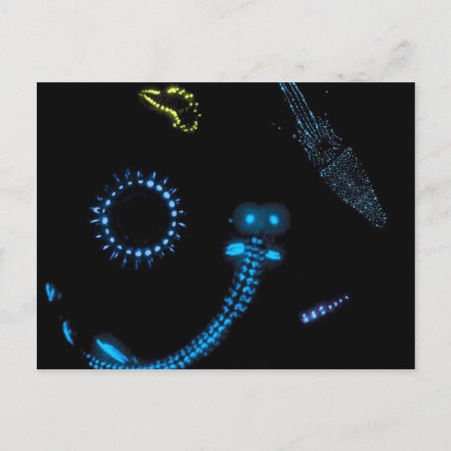 Cartão Postal criaturas bioluminescentes (Frente)