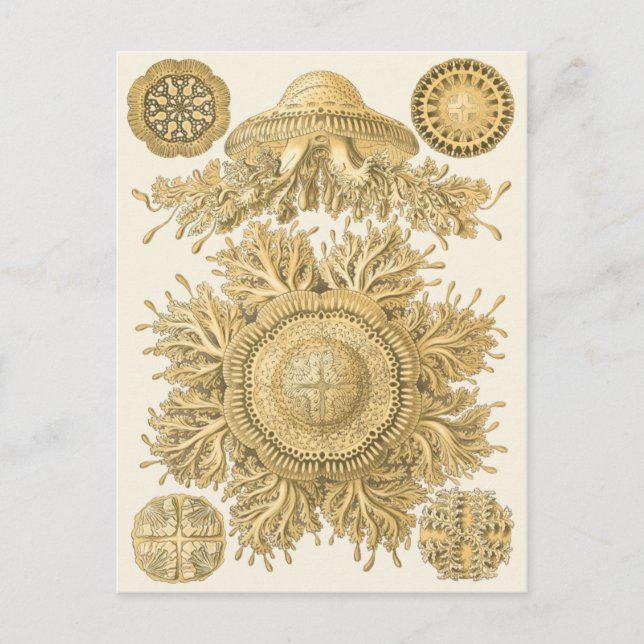 Cartão Postal Criaturas do Mar do ouro (Frente)