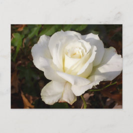 Cartão Postal CricketDiane Romântica Rosa Branca Flor