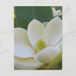 Cartão Postal CricketDiane Southern Magnolias