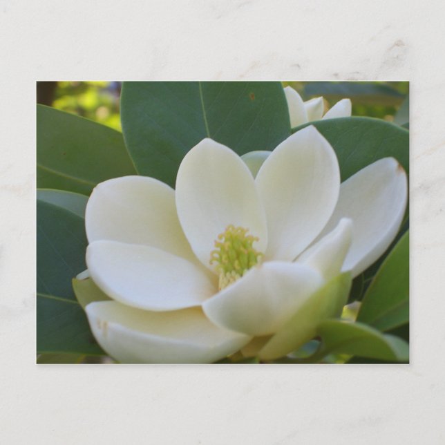 Cartão Postal CricketDiane Southern Magnolias (Frente)
