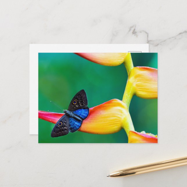 Cartão Postal Crie seu próprio modelo personalizado de foto (Frente/Verso In Situ)