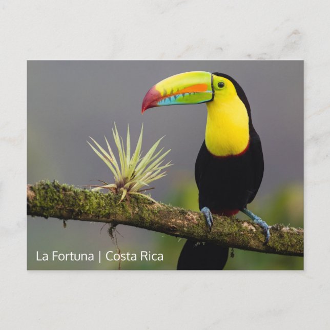 Cartão Postal Crie sua própria foto na Costa Rica (Frente)