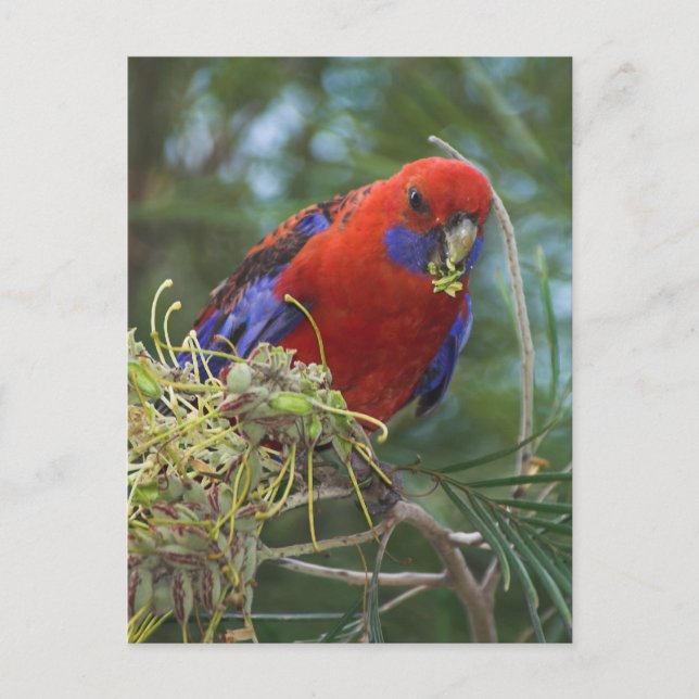 Cartão Postal Crimson Rosella (Frente)