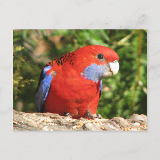Cartão Postal Crimson Rosella australiano