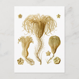 Cartão Postal Crinoides