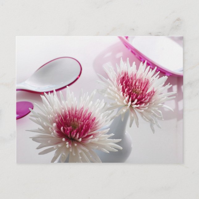 Cartão Postal Crisântemos (Frente)