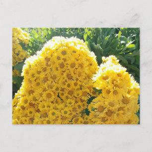 Cartão Postal Crisantemos amarillos a luz del sol