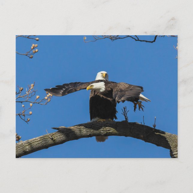 Cartão Postal Crises Cross Eagles (Frente)