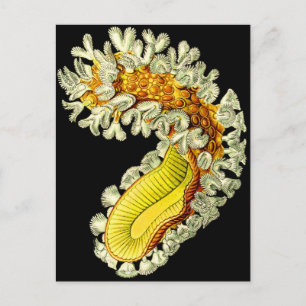 Cartão Postal Cristatella mucedo