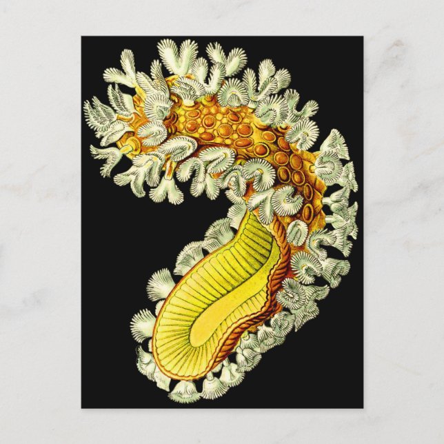 Cartão Postal Cristatella mucedo (Frente)