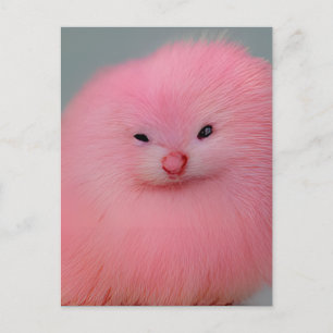 Cartão Postal Critério Rosa Furry