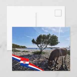 Cartão Postal Croácia   Hrvatska   Mar Adriático   Donkey