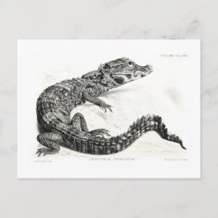 Cartão Postal Crocodilo