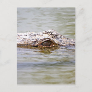 Cartão Postal Crocodilo