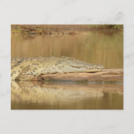 Cartão Postal Crocodilo 