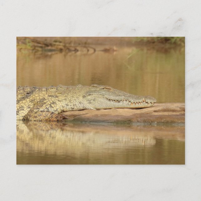 Cartão Postal Crocodilo  (Frente)