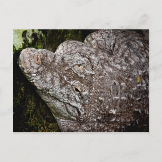 Cartão Postal Crocodilo