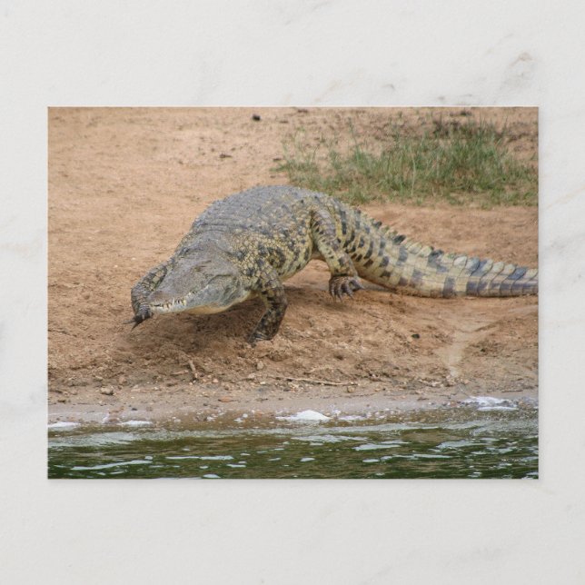 Cartão Postal Crocodilo (Frente)