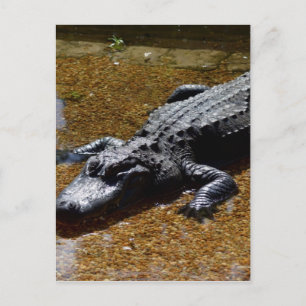 Cartão Postal Crocodilo