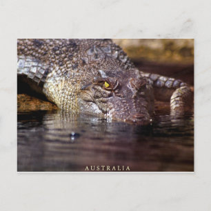 Cartão Postal crocodilo, A U S T R A L I A