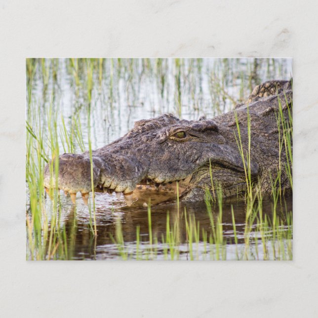Cartão Postal Crocodilo Africano (Frente)