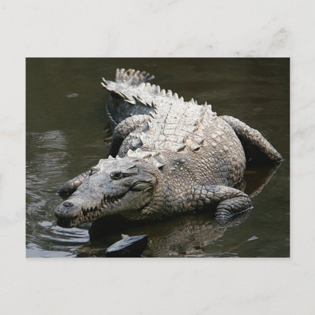 Cartão Postal Crocodilo americano (Crocodylus acutus) (Frente)