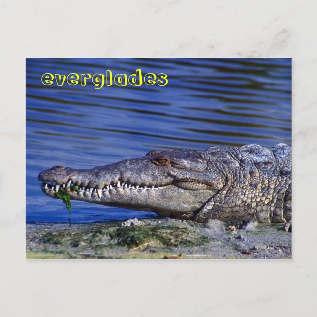 Cartão Postal Crocodilo Americano Everglades (Frente)