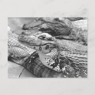 Cartão Postal Crocodilo Bebê Amazônico Orgânico