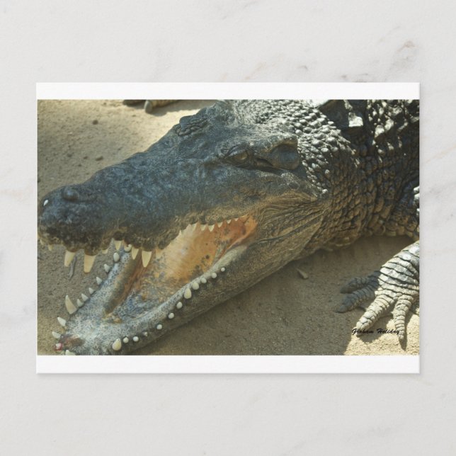 Cartão Postal Crocodilo com dente quebrado.jpg (Frente)