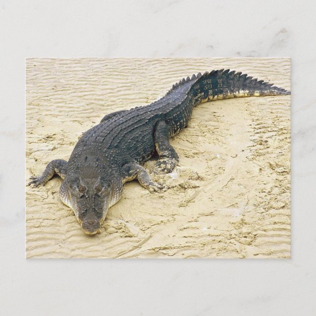 Cartão Postal Crocodilo de água salgada (Crocodylus porosus) (Frente)