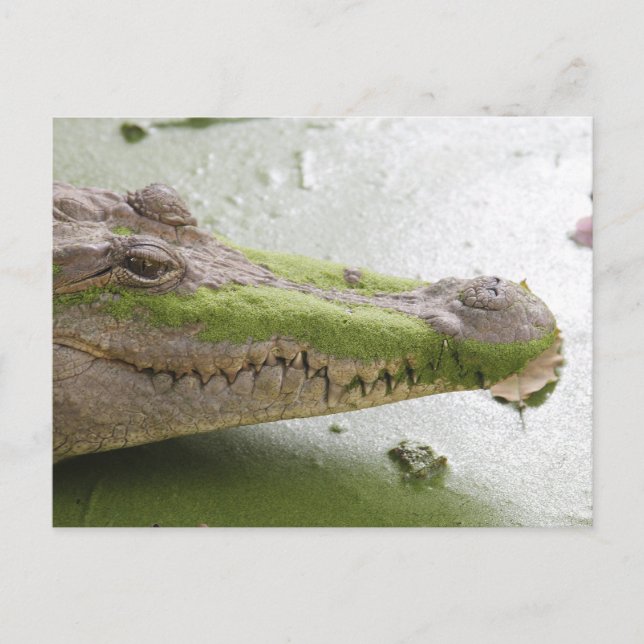 Cartão Postal Crocodilo do Nilo (Frente)