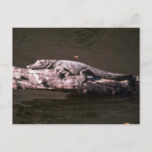 Cartão Postal Crocodilo do Nilo
