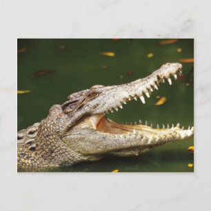 Cartão Postal Crocodilo e Caiman em Junglewalk.com