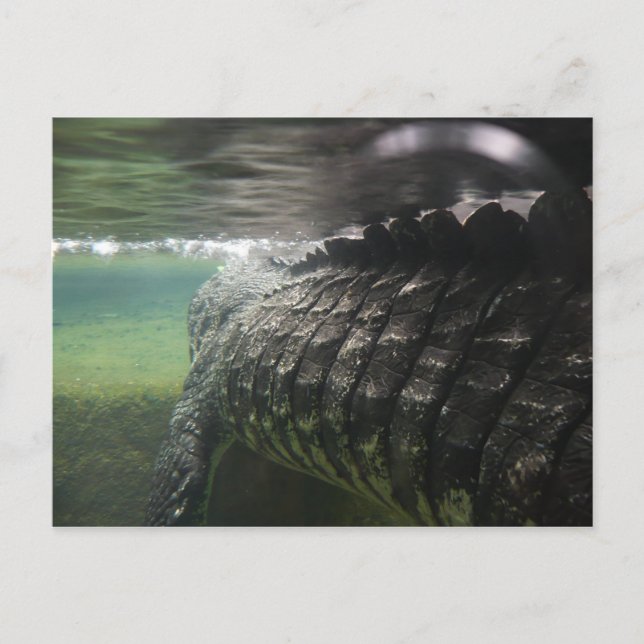 Cartão Postal Crocodilo Grande (Frente)