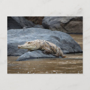 Cartão Postal Crocodilo Nilo numa pedra