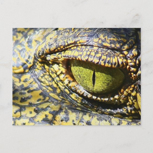 Cartão Postal Crocodilo Olho (Frente)