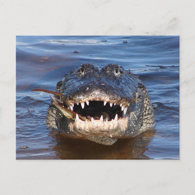 Cartão Postal Crocodilo Sorridente (Frente)