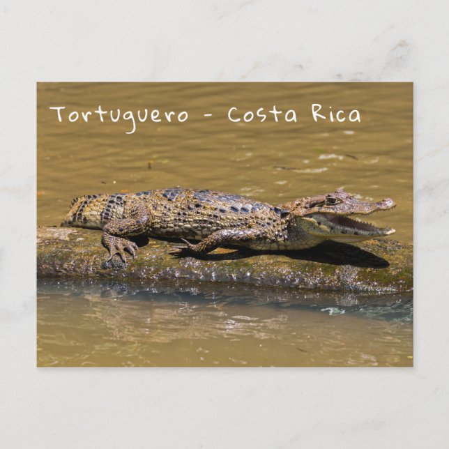 Cartão Postal Crocodilo sorridente em Tortuguero - Costa Rica (Frente)