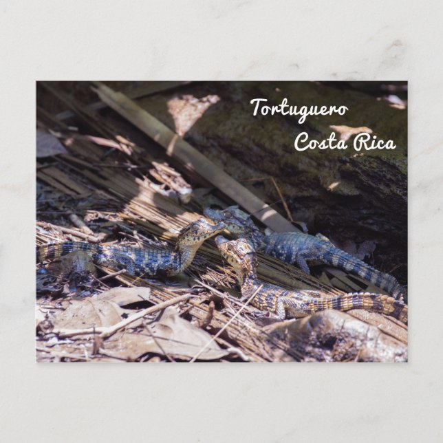 Cartão Postal Crocodilos-bebê em Tortuguero - Costa Rica (Frente)
