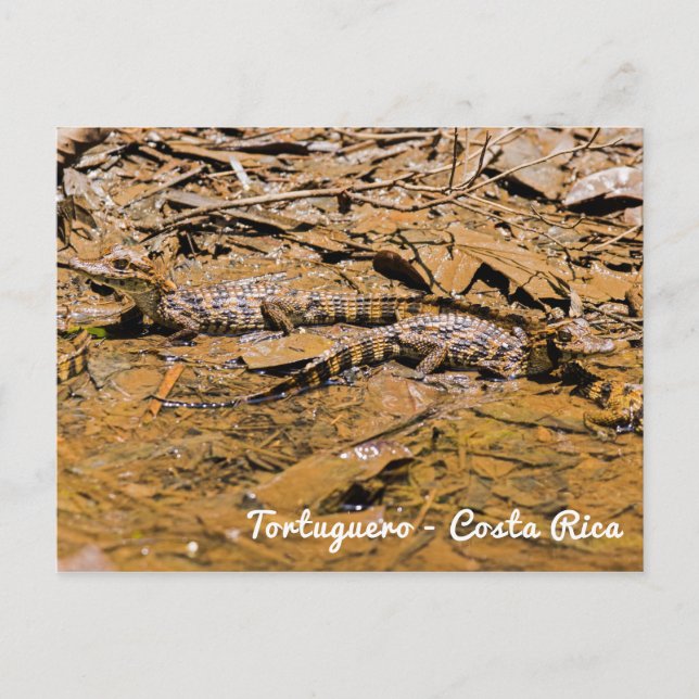 Cartão Postal Crocodilos-bebê em Tortuguero - Costa Rica (Frente)