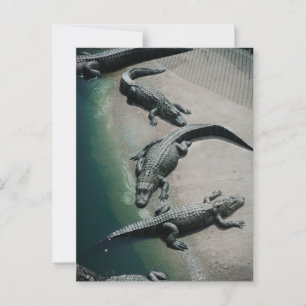 Cartão Postal Crocodilos Descansados em Riverbank Willife