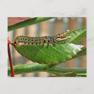 Cartão postal Crocopillar