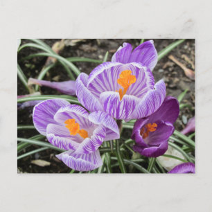 Cartão Postal Crocos Primavera roxos.