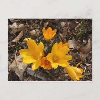 Cartão Postal Crocus Amarelo