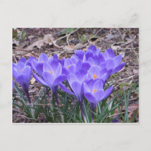 Cartão Postal Crocus Bunch