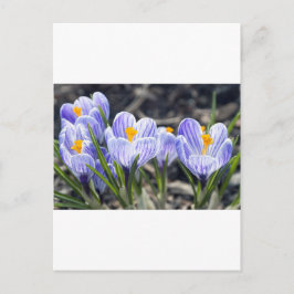 Cartão Postal Crocus Flowers