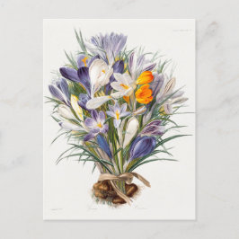 Cartão Postal Crocus Primavera Fllower Arte Botânica